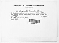 Albugo candida image
